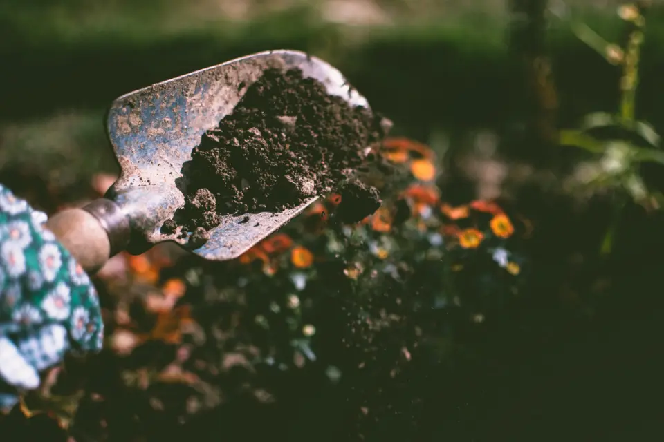 7 native plants that love the Grove (and barely need water)