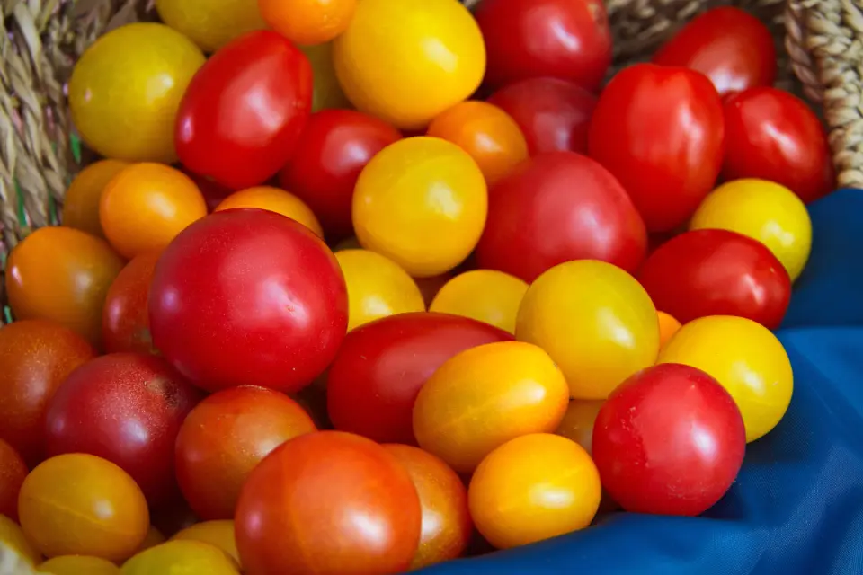 Heirloom tomatoes — pick your share